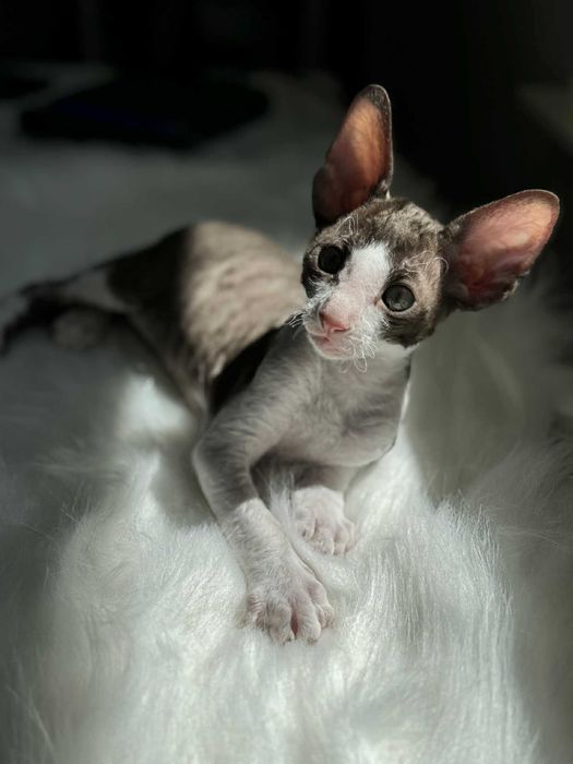 Kocię rasy CORNISH REX