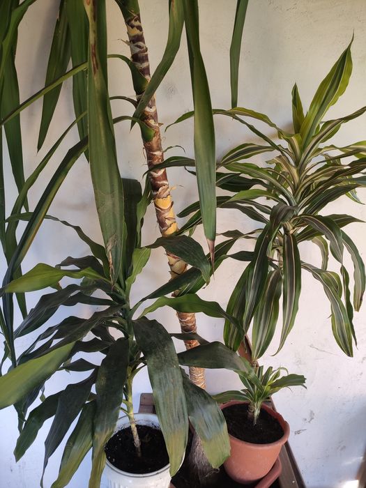 Продам 3 квітки разом