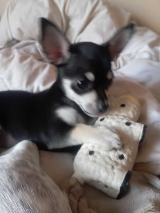Suczka Chihuahua krótkowłosy