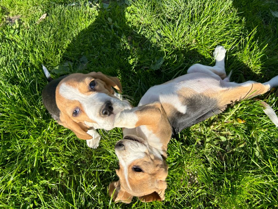 Вуханки - біглюші!