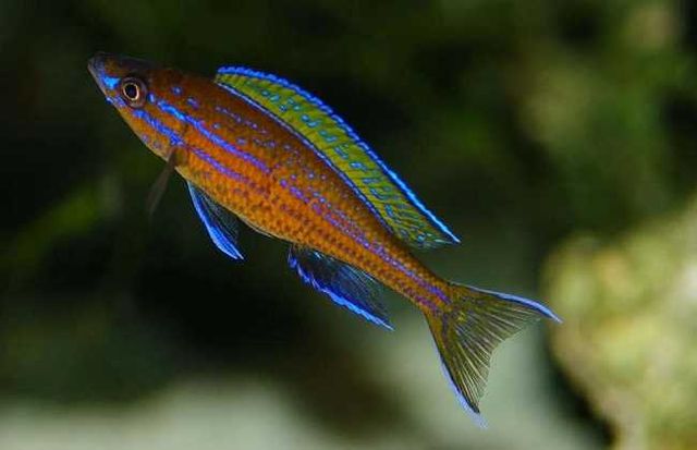Paracyprichromis Nigripinnis Chituta BLUE NEON - F1  MALAWI Śląsk