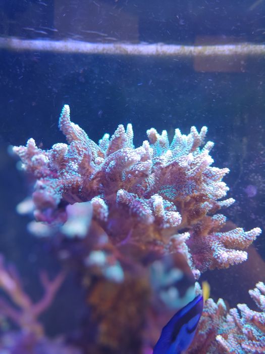 Koral morski  Szczepki