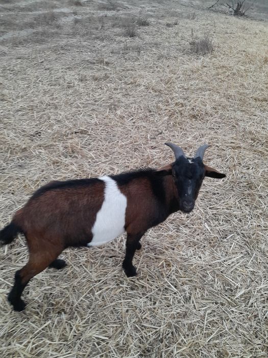 Cabrito Anão, com 7 meses