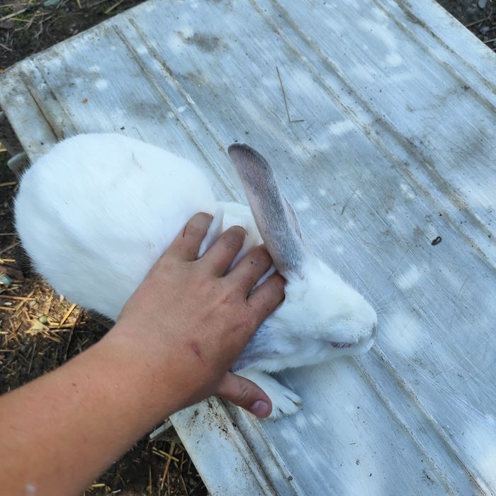 Sprzedam króliki matka z młodymi