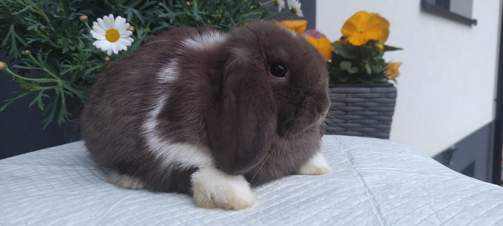 Mini lop królik gotowe do odbioru