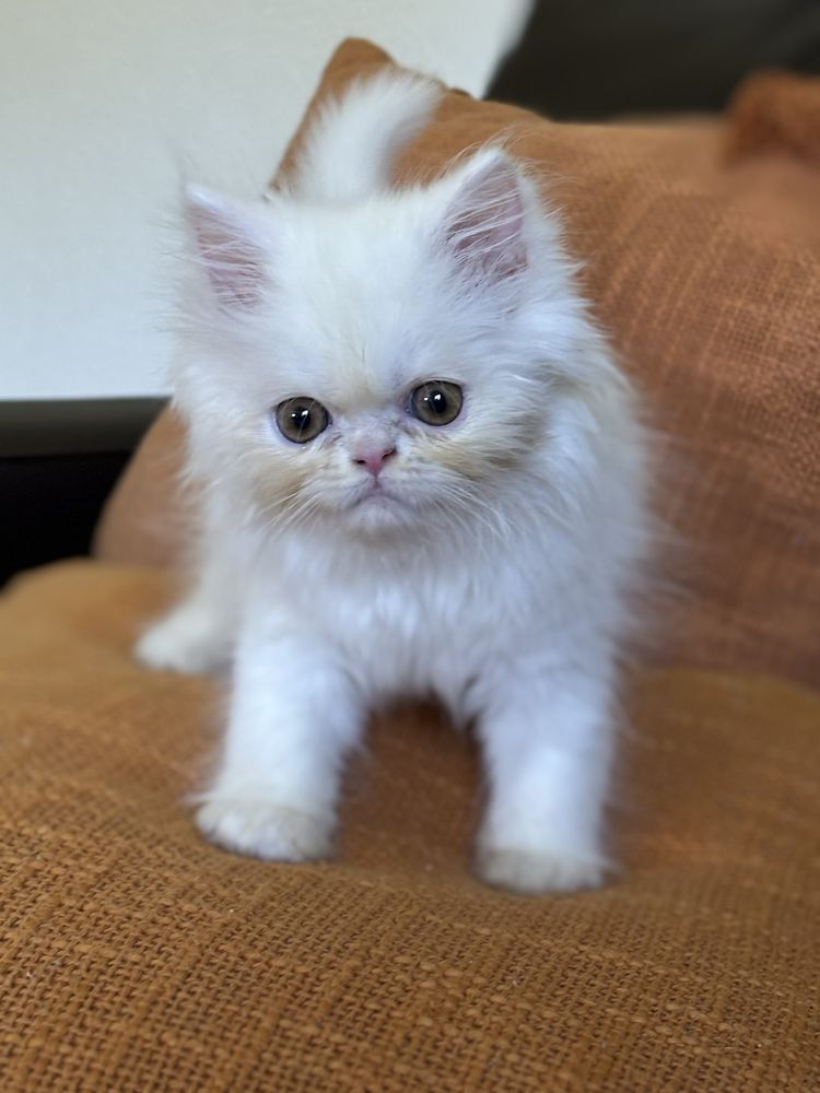 Gatinha persa linda