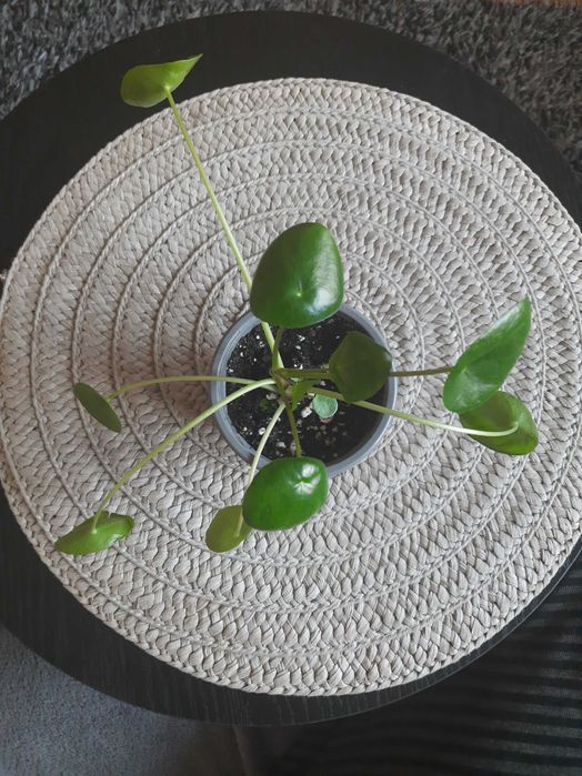 Sadzonka pieniążek pilea peperomiowata