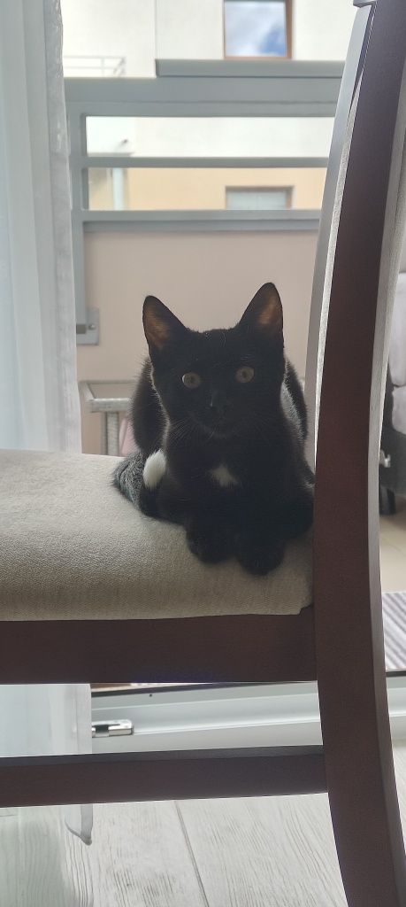Brusia do adopcji