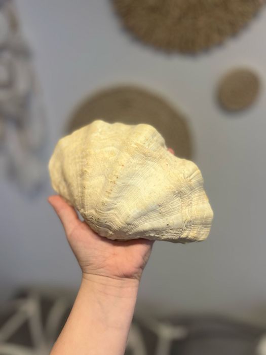 Muszla morska ozdoba n 6