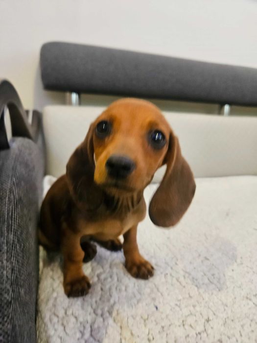 Jamnik rudy krótkowłosy standard piesek