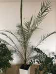 Palma daktylowa 220cm.