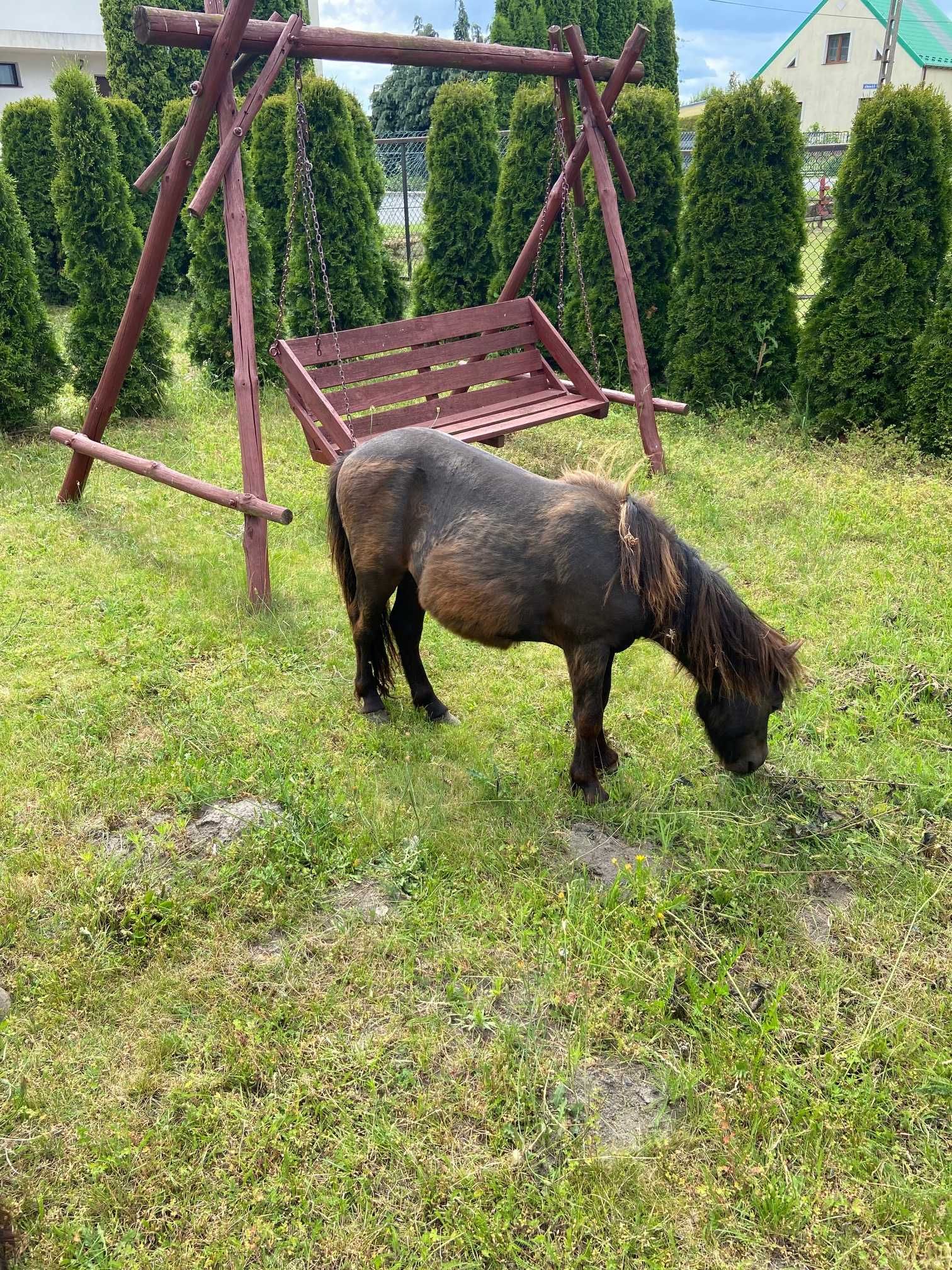 sprzedam kucyka ogierka