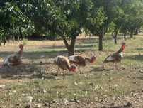 Várias aves disponíveis