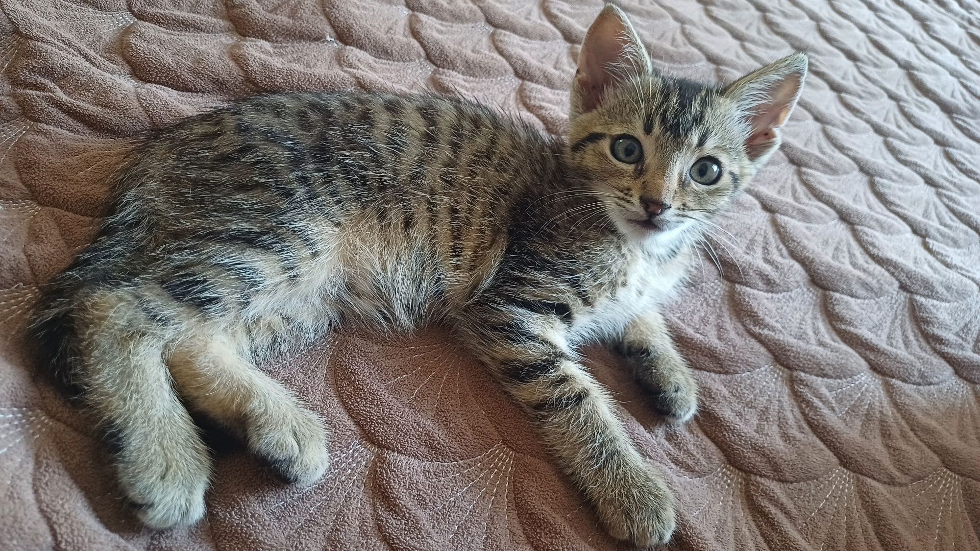 Кошеня хлопчик в хороші руки
