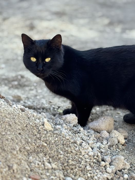 Терміново киця шукає дім