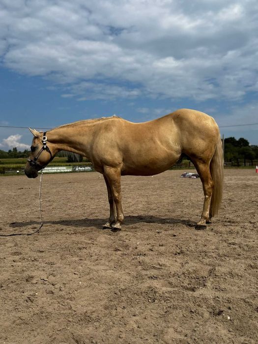 Źrebna klacz AQH, American Quarter Horse
