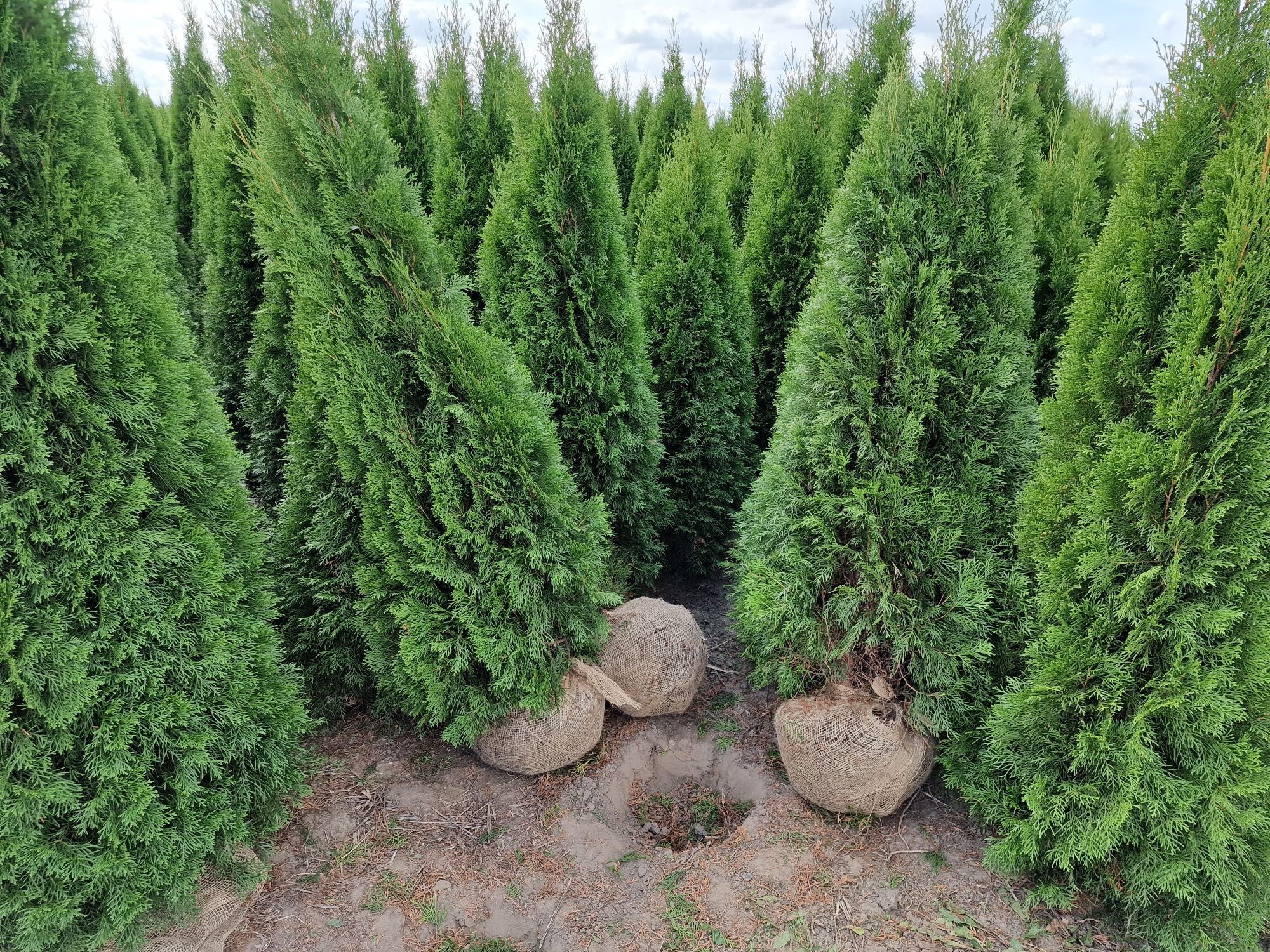 Thuja Smaragd 200-220 cm i inne tuja Szmaragd żywopłot Transport