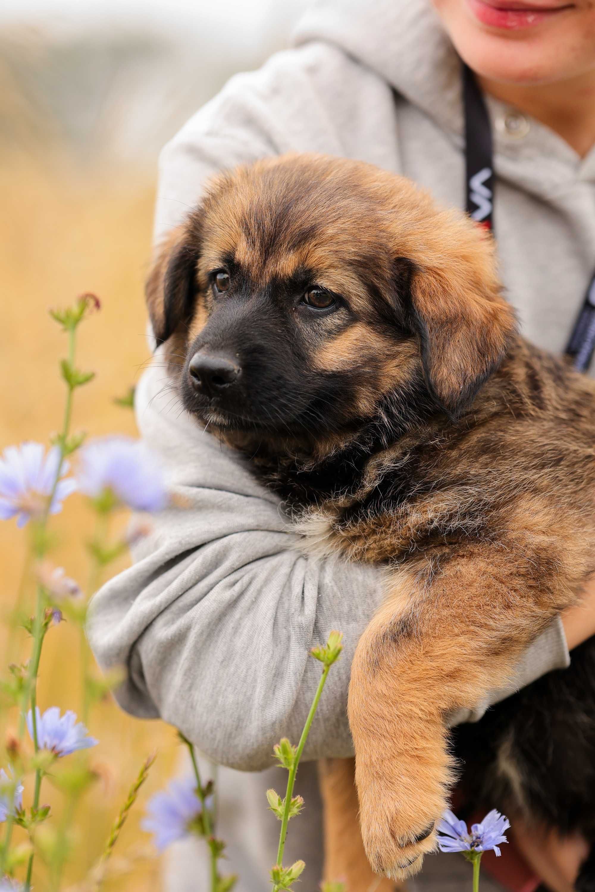 Sahara , suczka , szczeniak do adopcji z fundacji