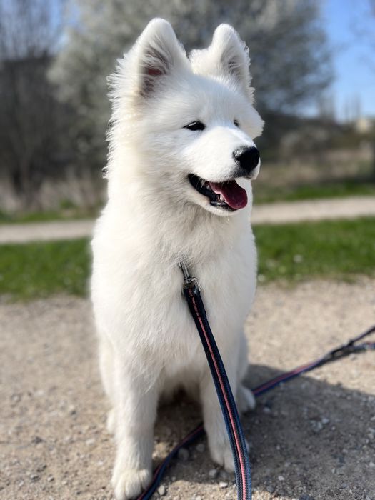 Samoyed samojed ZKwP FCI prawdziwy rodowód 5 pokoleniowy!!