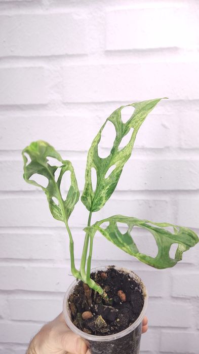 Монстера Адансона monstera adansonii, mint, variegated