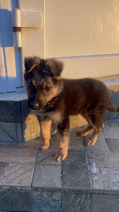 Віддамо безкоштовно цуцика овчара