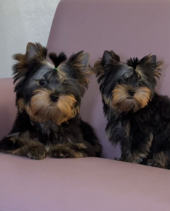 Цуценята йоркширського тер'єра