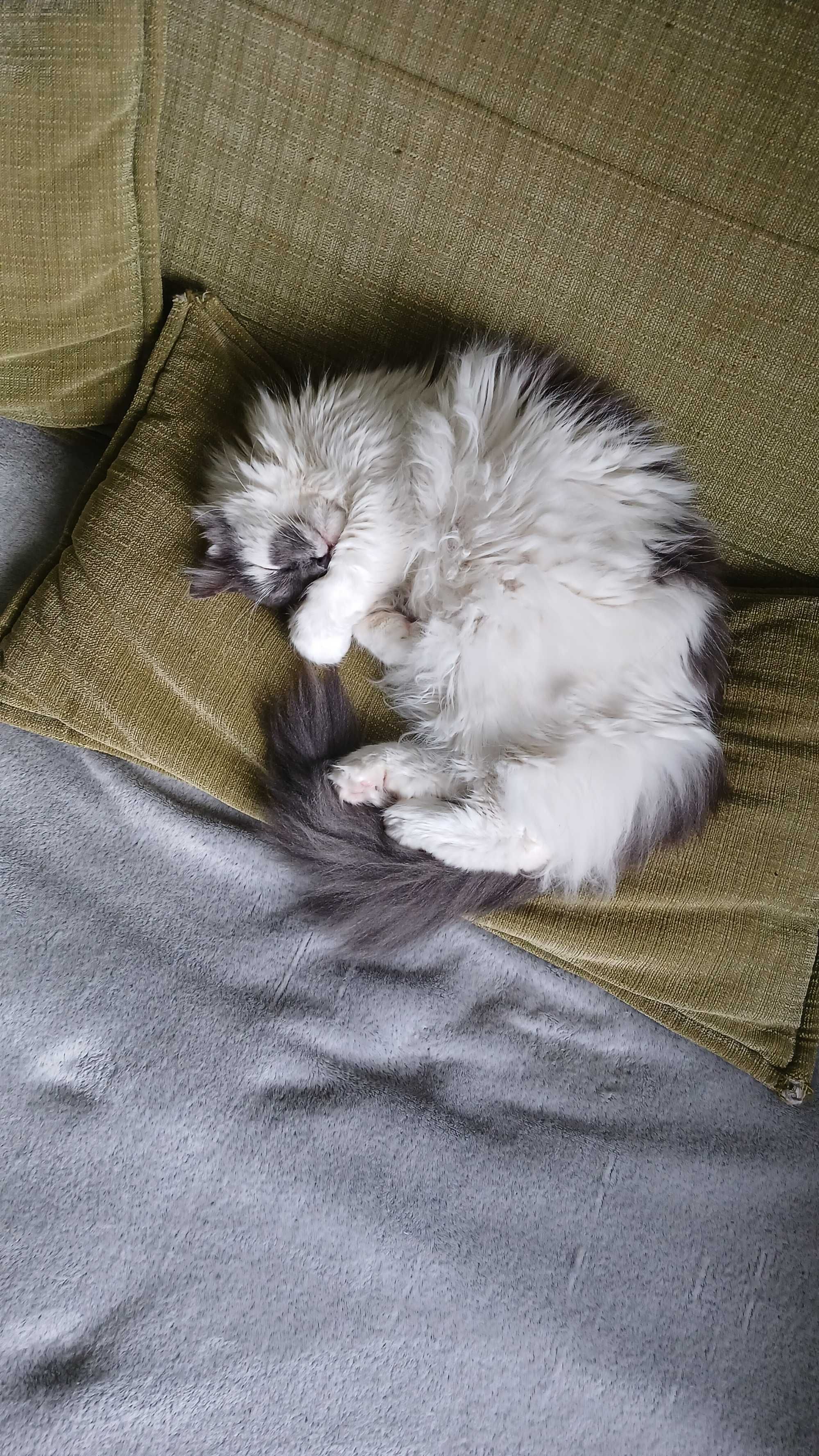 Puchaty kotek Murchyk szuka domu, 6 lat