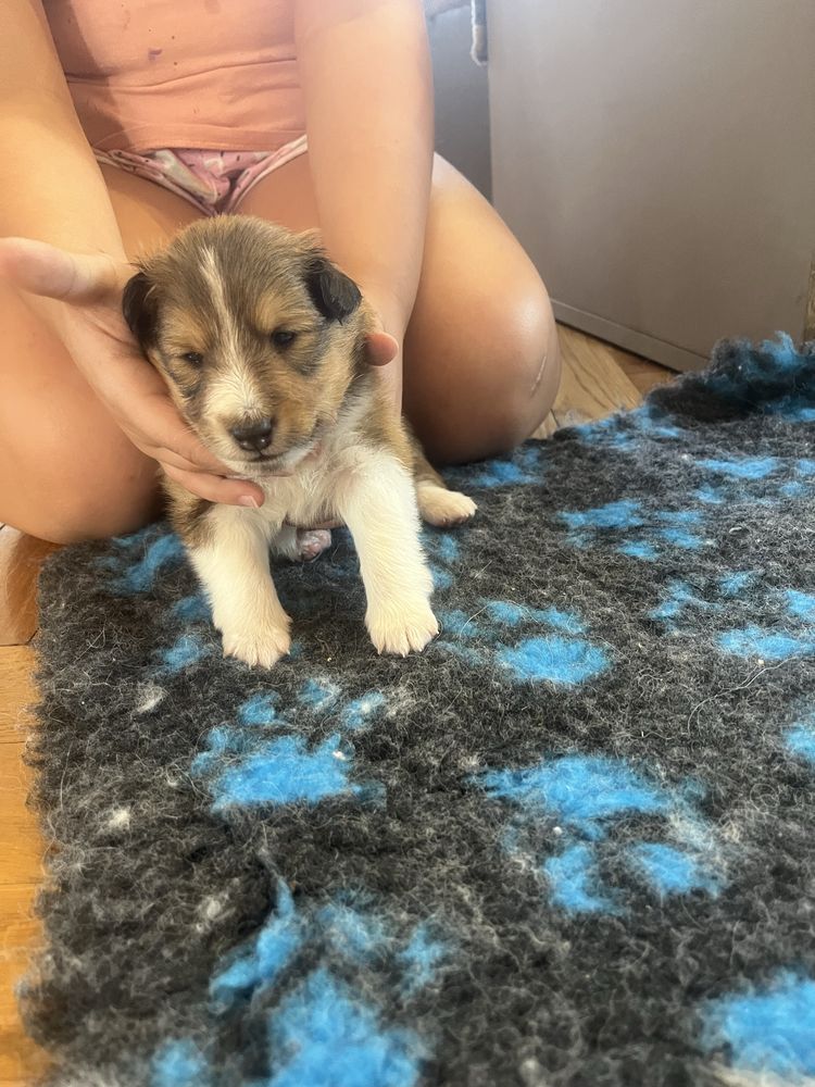 Owczarek szetlandzki , sheltie - piesek