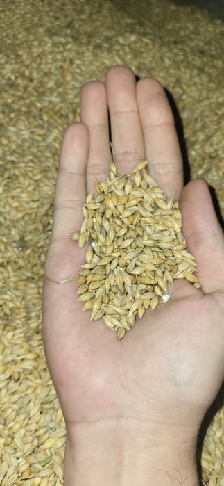 Ячмінь озимий посівний