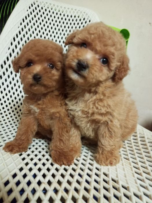 Для душі,рахат- лукумчік!!!