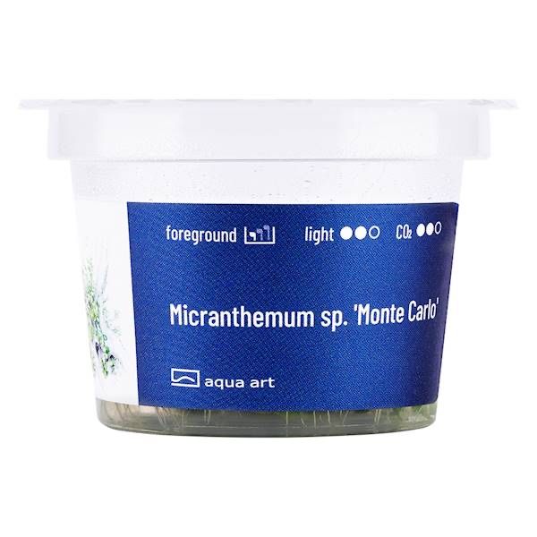 Micranthemum Monte Carlo invitro MASSON