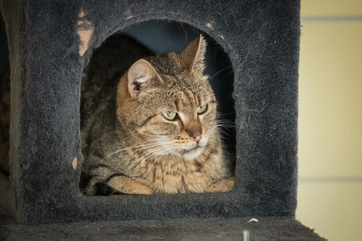 Kocurek Leo do adopcji od 5lat!