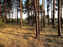 Продам ділянку 30 соток з виходом в ліс Вища Дубечня/Пірнове