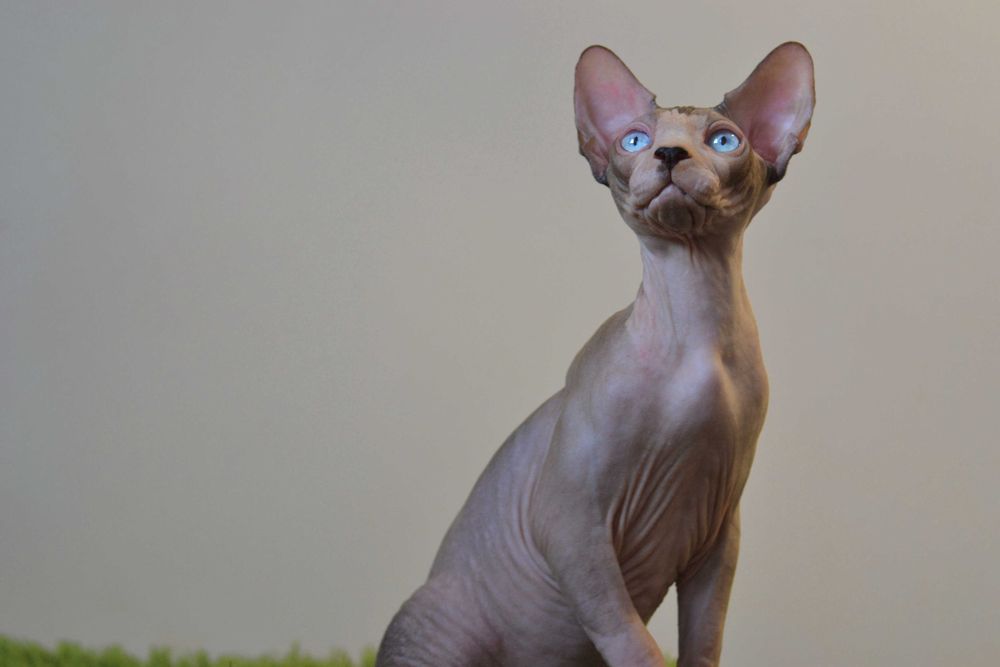 Канадський  сфінкс , самець .