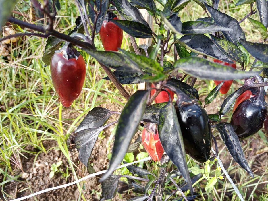 10 Sementes de Count Dracula (pimenta rara)