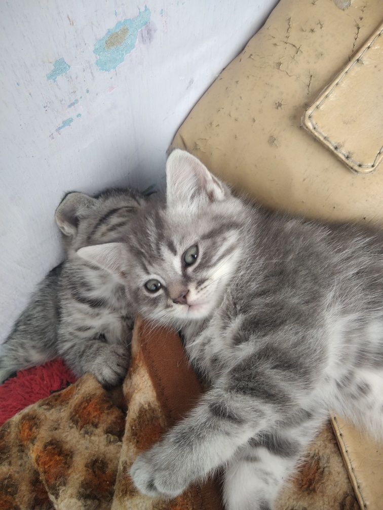 Продам котинят.мама скоти-Фолф шотландка,папа британець.