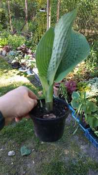 Hosta mix kolorów