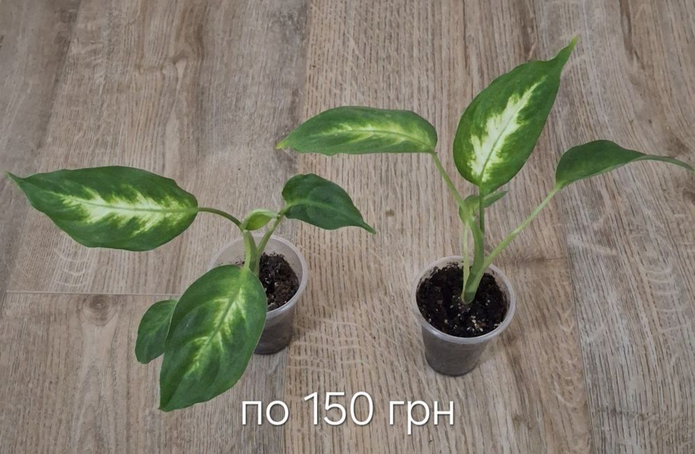 Діффенбахія,епіпремнум себі блу,філодендрон біркін,драцена