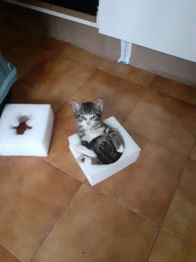 Gatinhos para dar
