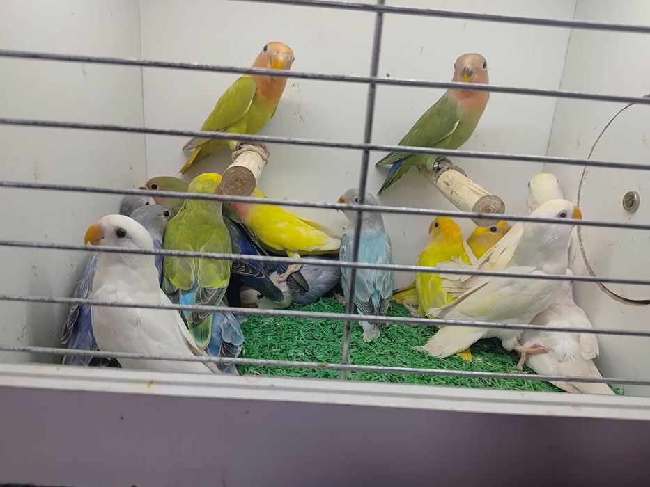 Papugi Papużki nierozłączki czerwonoczelne - młode 2025r