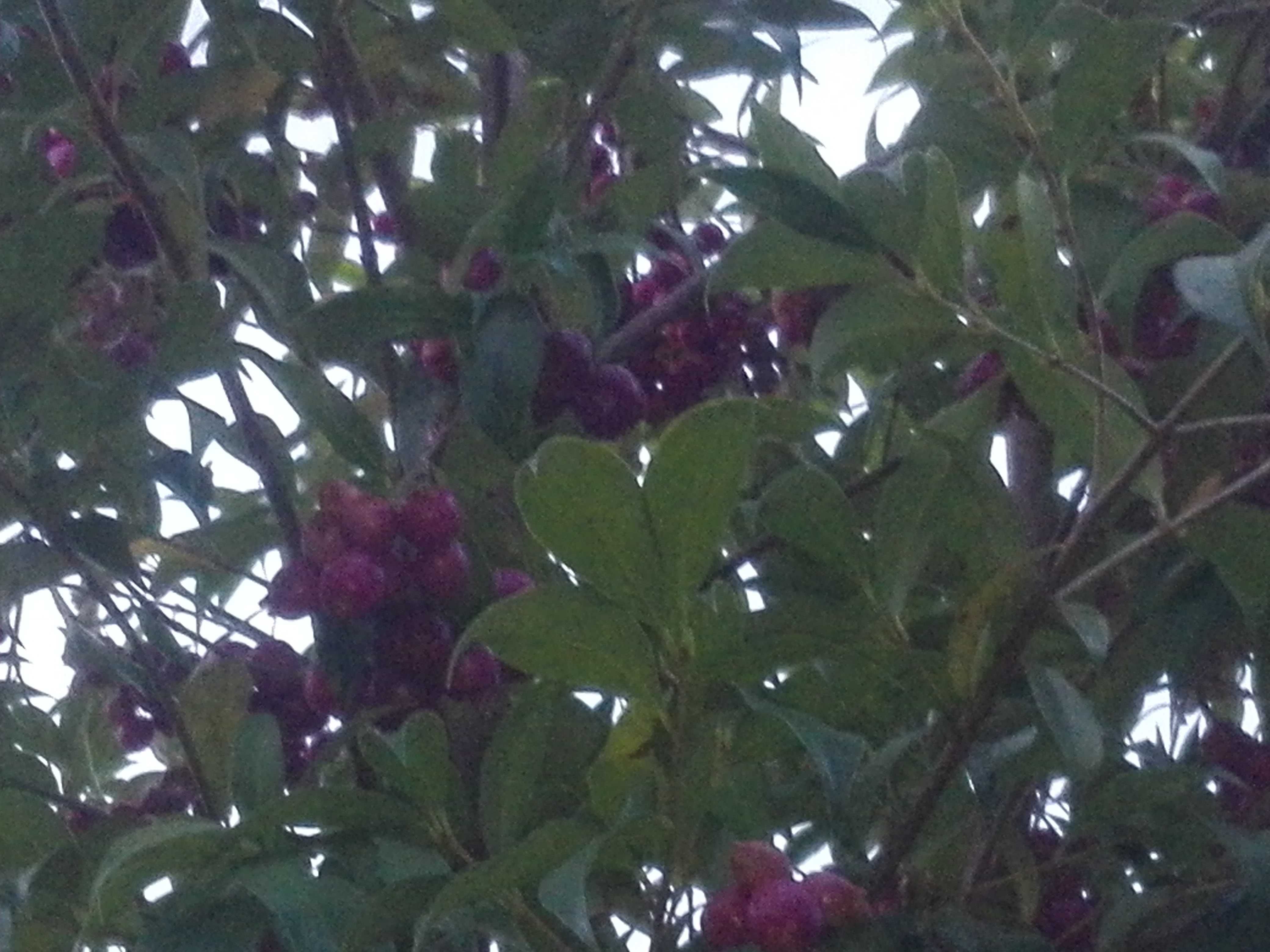 Lili Pili (Syzygium