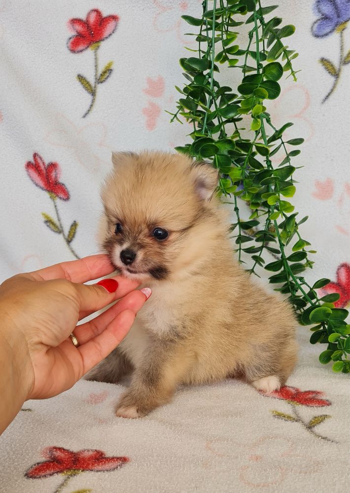Menino Lulu da Pomerânia mini mini