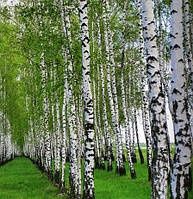 Саженці берези/липи/клени/ясені/черемха Гурт/опт/роздріб