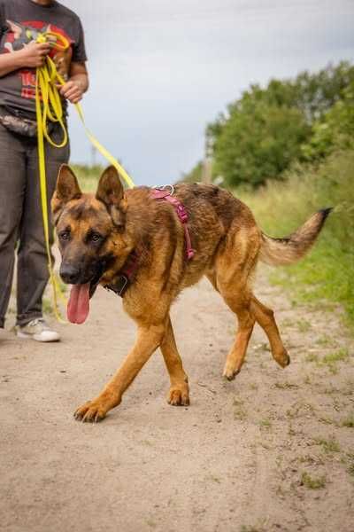 Yoda w typie owczarka niemieckiego pilnie szuka domku