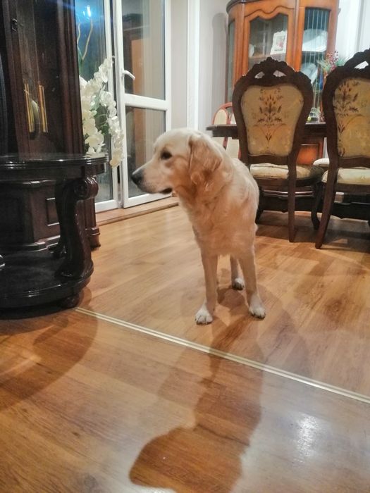 Golden Retriever z Rodowodem suczka dorosła