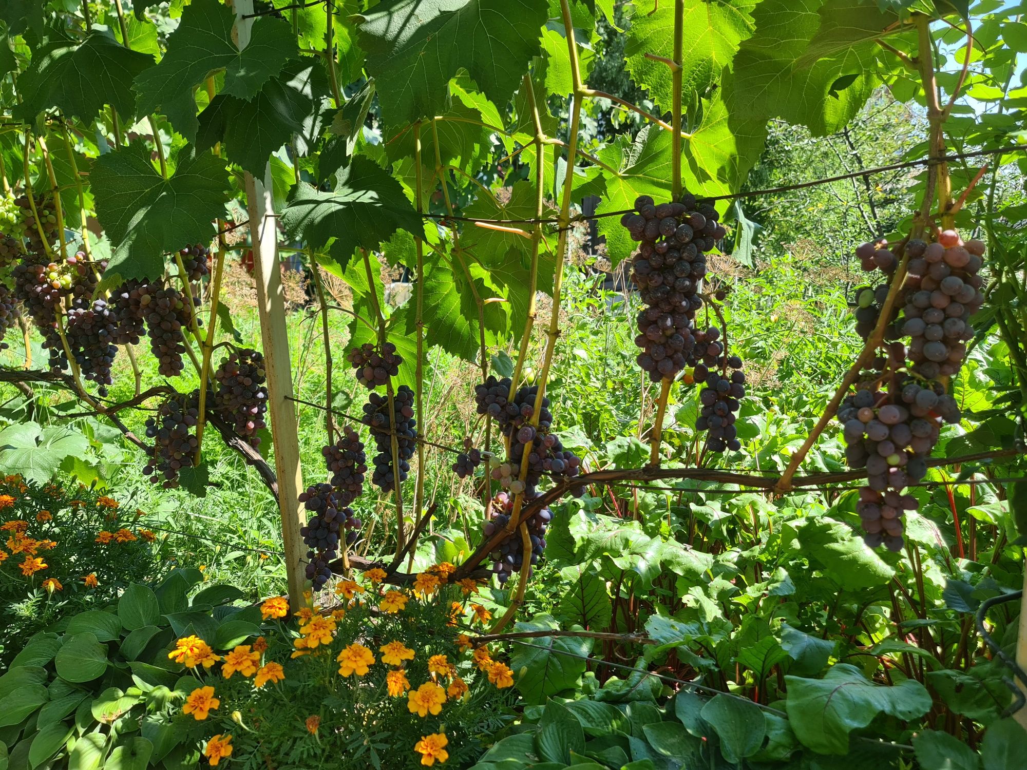 Саджанці Винограда Юпітер,Болгарія.Відправка.Самовивіз