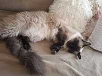 Ragdoll kotka hodowlana