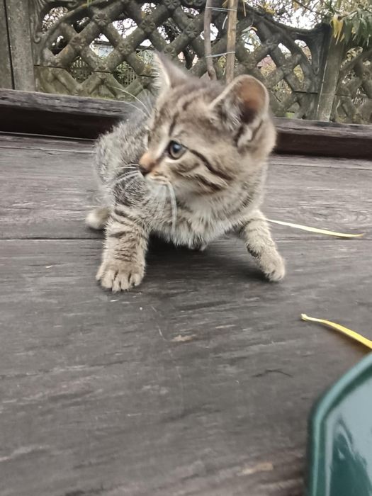 Kotek do oddania za darmo