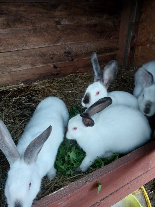 Kroliki kalifornijskie