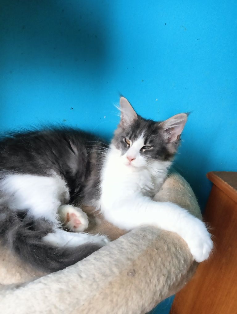Maine coon niebieska z białym kotka rodowód FPL